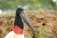 Jabiru